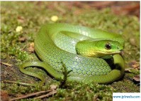 梦见蛇吃鱼(梦见蛇吃鱼,然后蛇又来咬我)