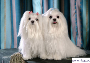 想养一只不掉毛的小型犬，有哪些选择？
