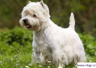 想养一只不掉毛的小型犬，有哪些选择？