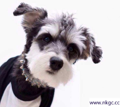 想养一只不掉毛的小型犬，有哪些选择？