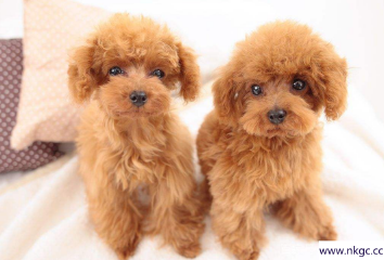 想养一只不掉毛的小型犬，有哪些选择？