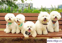 想养一只不掉毛的小型犬，有哪些选择？