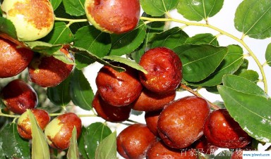 孕妇梦见吃枣(孕妇梦见吃枣子是什么意思)