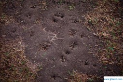 梦见蚂蚁窝(周公解梦梦见蚂蚁窝)