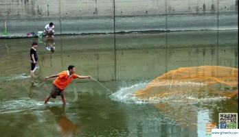 梦见在河里抓鱼(梦见在河里抓鱼是什么征兆)