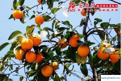 梦见柿子(梦见柿子熟了摘柿子吃)