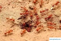 梦见毒虫(梦见毒蛇咬自己是什么预兆)