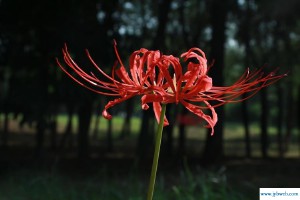 关于彼岸花的网名(关于彼岸花的网名女)