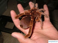 巴布网(巴布网EGS工作组)