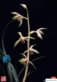 高缘网(高缘网韩亮亮)