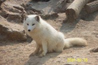 梦见白狐狸(梦见白狐狸是什么意思)