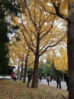 梦见扫落叶(梦见扫落叶越扫越多)