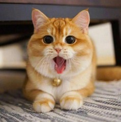 布偶猫价格一览表2022（各种价位的布偶猫）