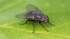 梦见苍蝇(梦见苍蝇乱飞是什么意思)