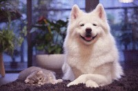 梦见被狗咬腿(梦见狗把腿咬了)