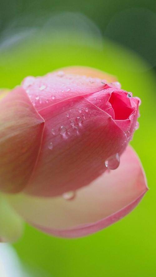 涕泗滂沱(涕泗滂沱的涕泗是什么意思)