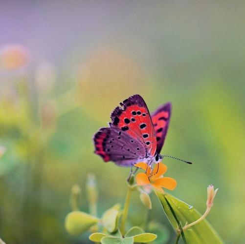 butterfly什么意思(love butterfly什么意思)