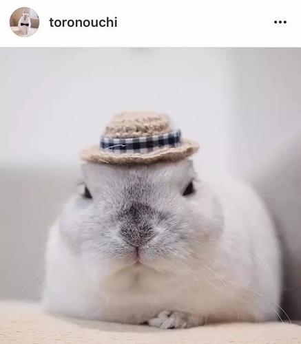 侏儒名字(侏儒名字的由来)