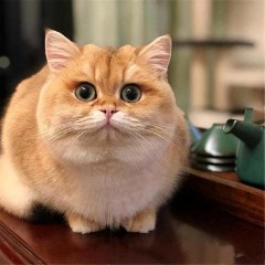 建议穷人养的10种猫（养猫不要养下面5种猫）