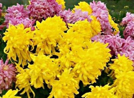 寸草春晖的意思(寸草春晖的意思是什么)