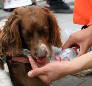 人面狗心(人面狗心是成语吗)