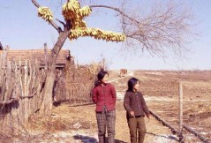 刘庆朋(刘庆朋)