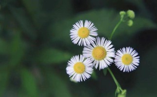 道貌岸然是什么意思(道貌岸然是什么意思 耳濡目染)