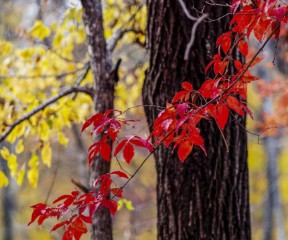 美不胜收的胜的意思(美不胜收的胜的意思是什么解释)