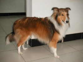 经典狗名(狗的经典说说)