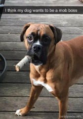 经典狗名(狗的经典说说)