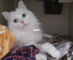 宠物昵称(宠物昵称大全)