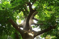 毒药的名字都有哪些（十种快速致人死亡毒药 ）