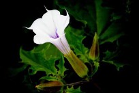 毒药的名字都有哪些（十种快速致人死亡毒药 ）