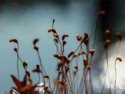 Eve名字的寓意（法式优雅的名字）