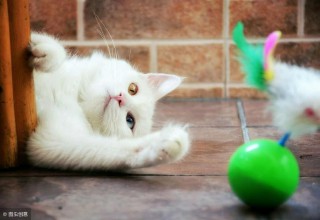 cf名字符号大全复制（100个特殊符号可复制）