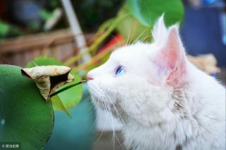 cf名字符号大全复制（100个特殊符号可复制）