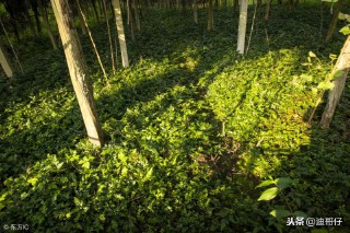 双喜临门打一城市名字（双喜临门打一数字是几 ）