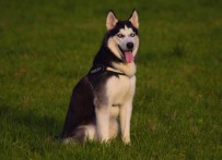 骂人的网名（最文雅的骂人名字 ）