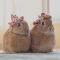 关于兔子的网名可爱（带兔子的微信昵称大全 ）