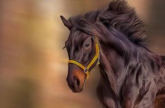 1978年属什么生肖属相（十二生肖排序1978属什么 ）