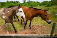 1978年属什么生肖属相（十二生肖排序1978属什么 ）
