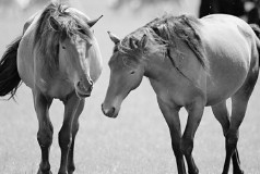 1978年属什么生肖属相（十二生肖排序1978属什么 ）