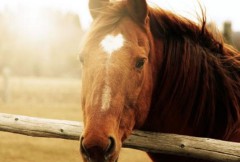 1978年属什么生肖属相（十二生肖排序1978属什么 ）