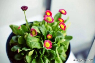 白羊座和什么座最配对（白羊座和什么座最不合适 ）