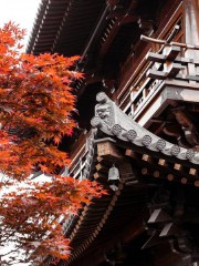 耄耋之年是多少岁是指多少岁（70岁是古稀之年吗 ）