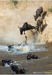 乌合之众的意思是什么意思（乌合之众深层含义）