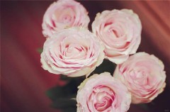 看淡一切无所谓的句子（感悟人生的句子 经典 ）