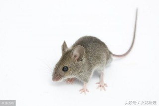 属鼠的和什么属相相克 （96鼠男和98虎女配婚姻如何 ）