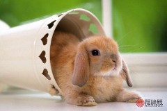 87年属啥和什么配比较好（87年兔找什么属相合适 ）