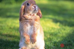 87年属啥和什么配比较好（87年兔找什么属相合适 ）